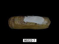 藏品(毛蟶(縊蟶泥蟶))的圖片